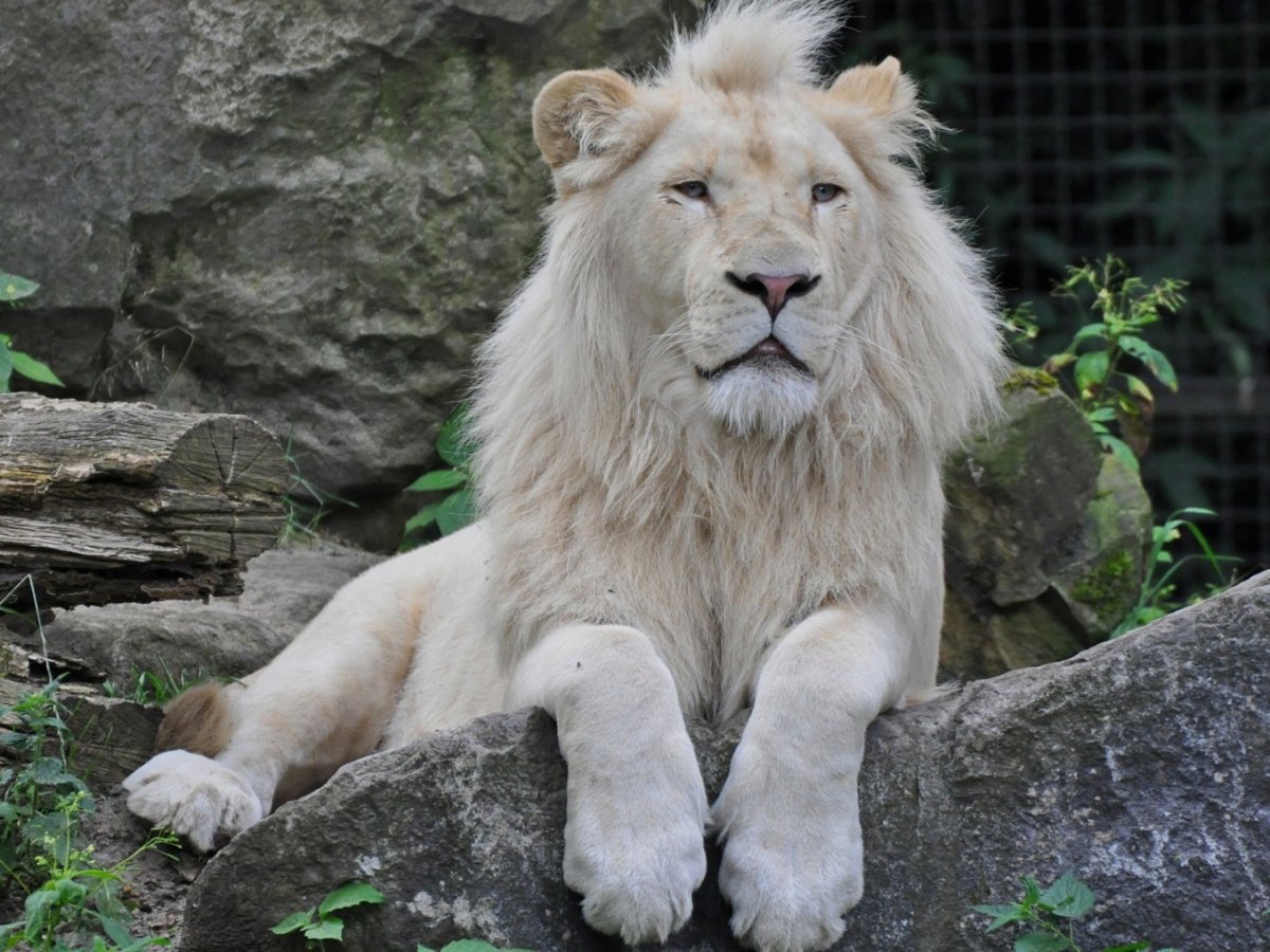 Трансваальский Лев белый