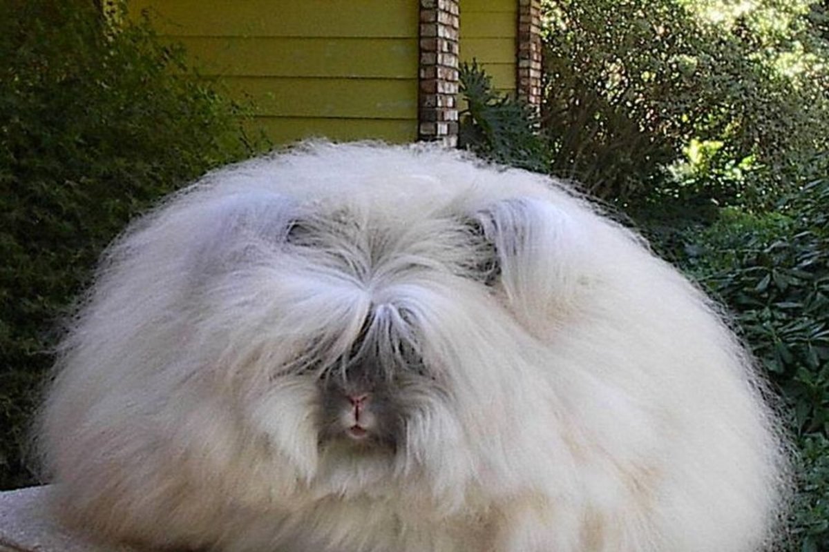 Кролик породы ангорский Лев