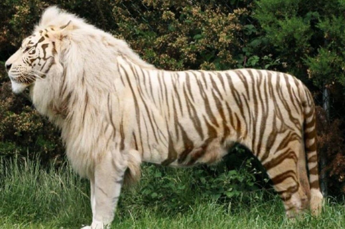 Лигр гибрид Льва и тигра