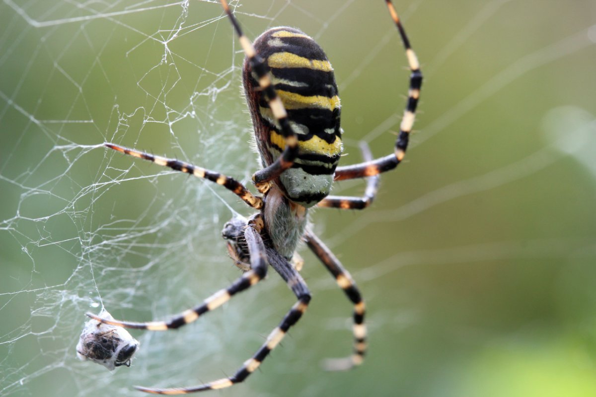 Аргиопа Шершень