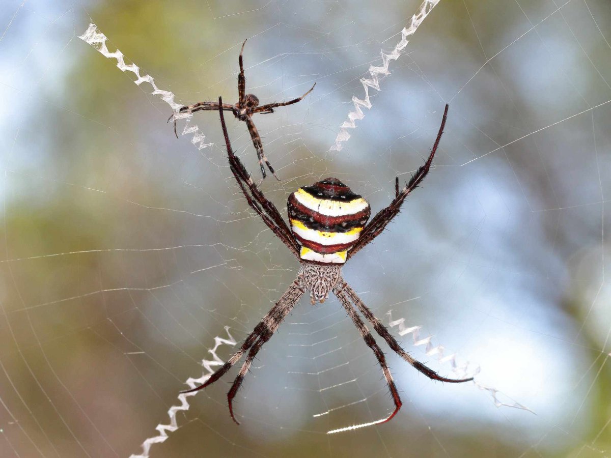 Argiope keyserlingi