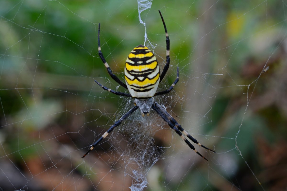 Аргиопа Брюнниха паутина