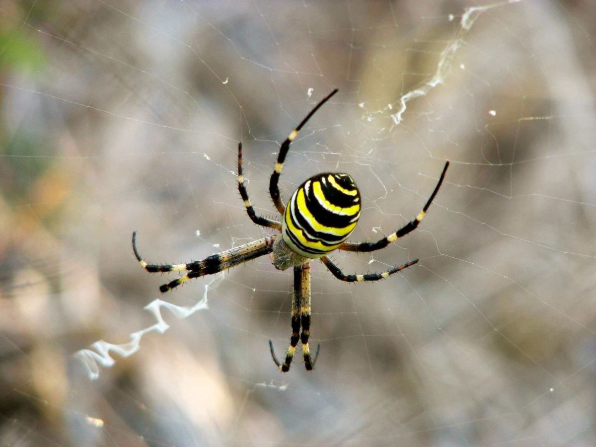Аргиопа паук в Приморье