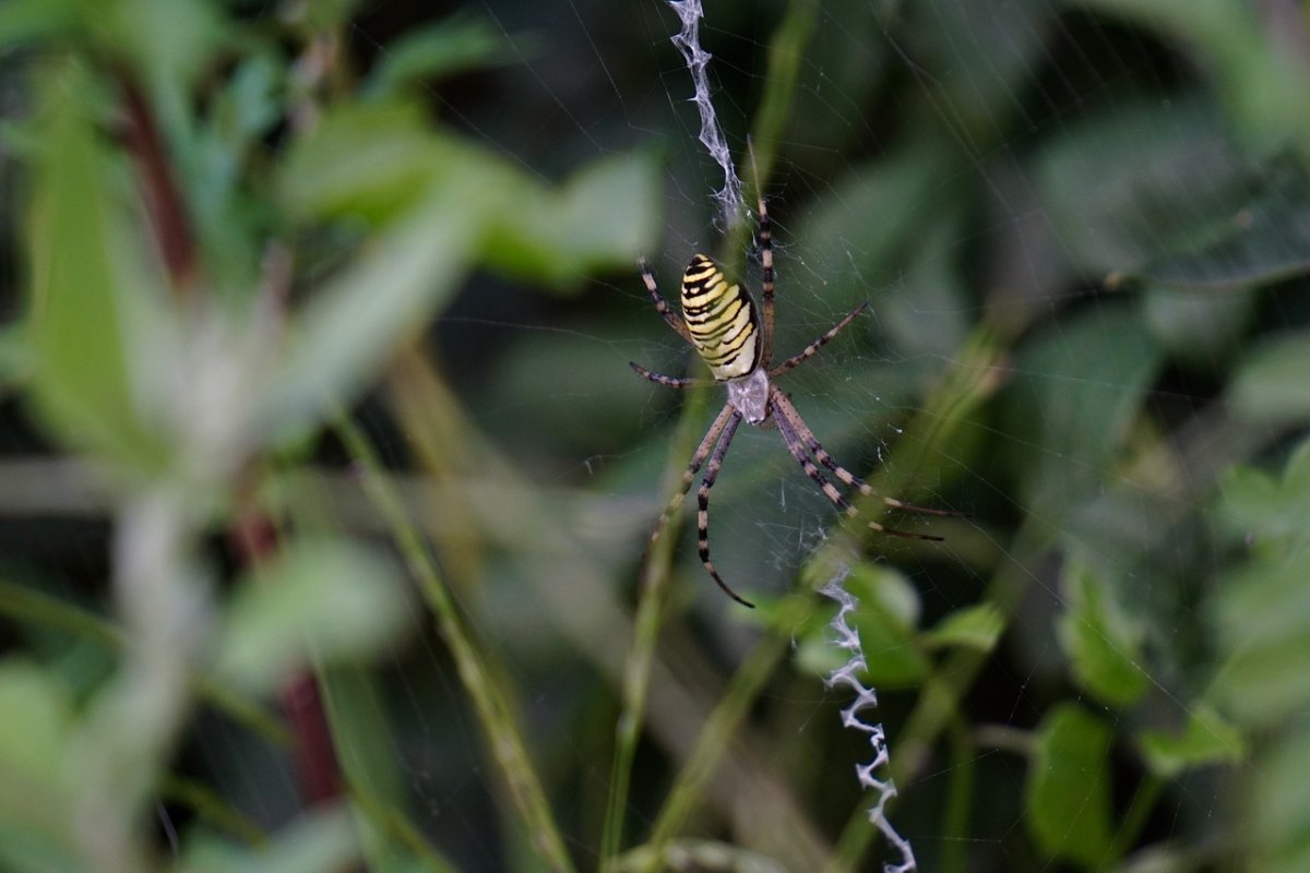 Тайгер паук Аргиопа Брюнниха