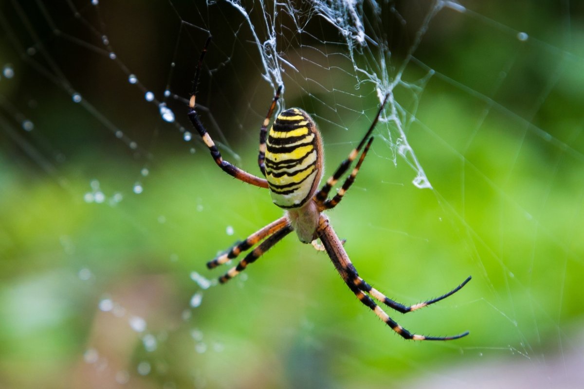 Тайгер паук Аргиопа Брюнниха