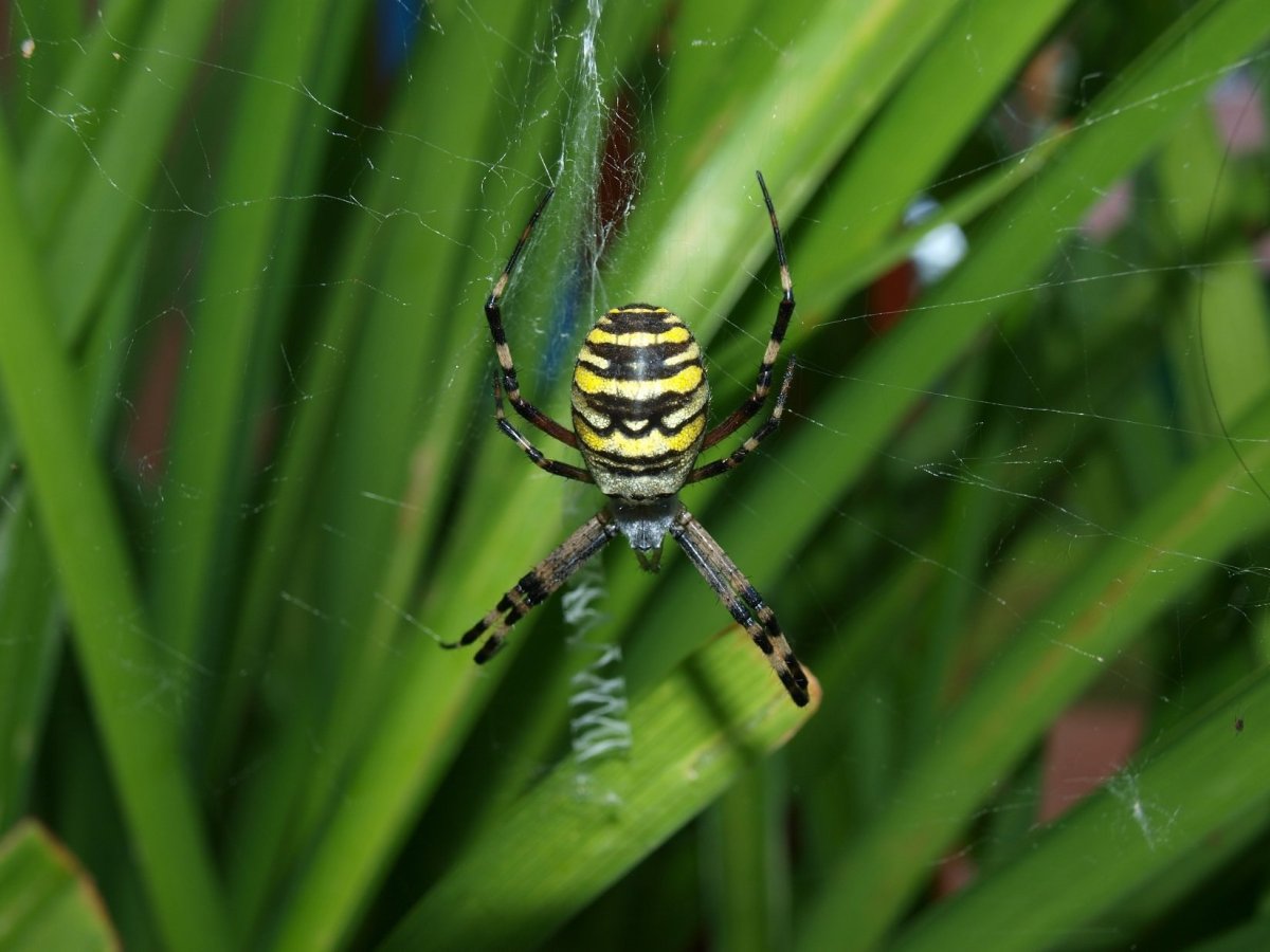 Аргиопа Брюнниха самец