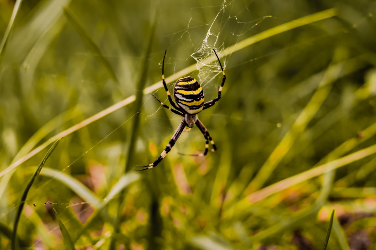 Аргиопа Брюнниха