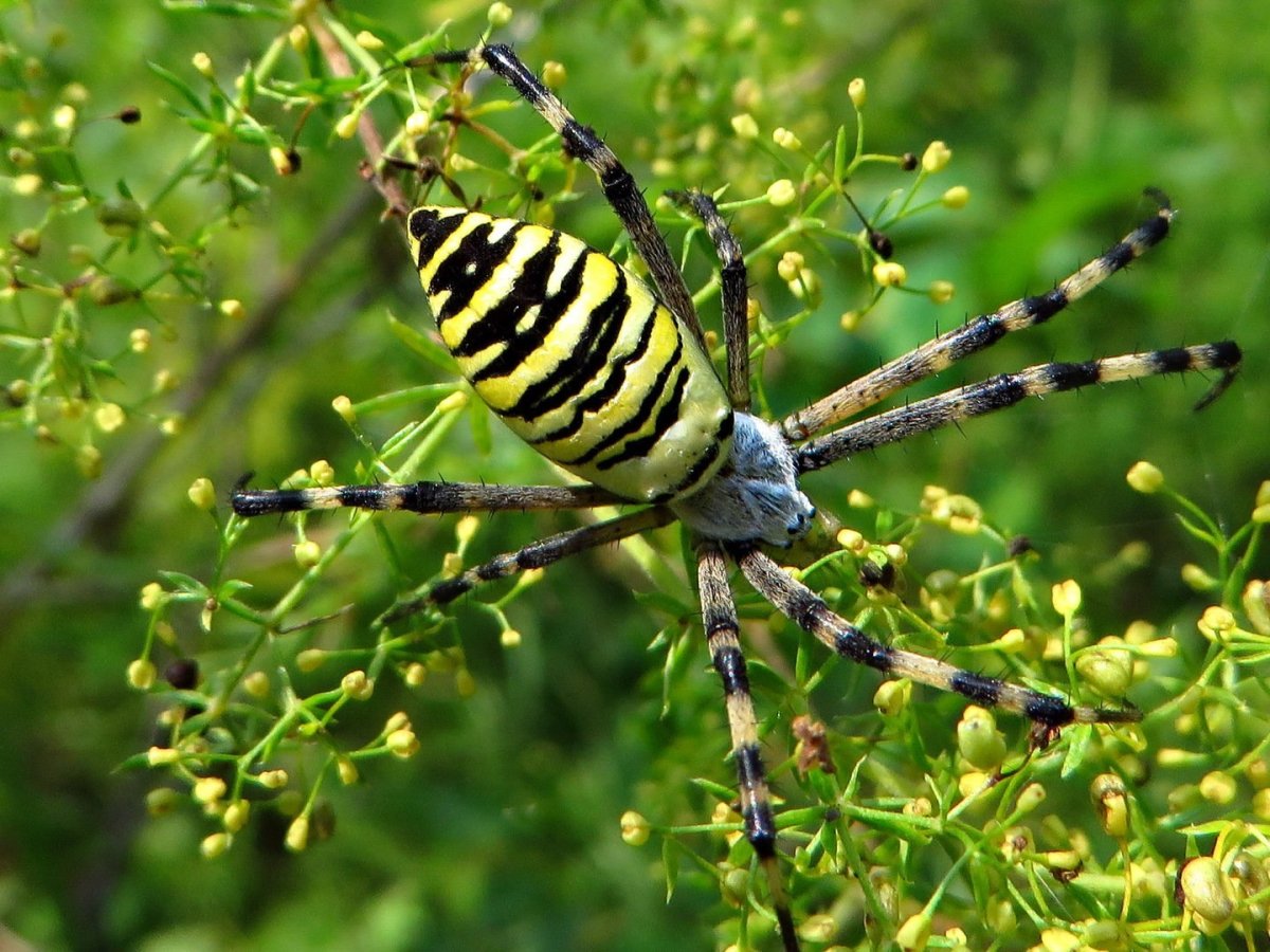 Аргиопа Брюнниха (паук-Оса)