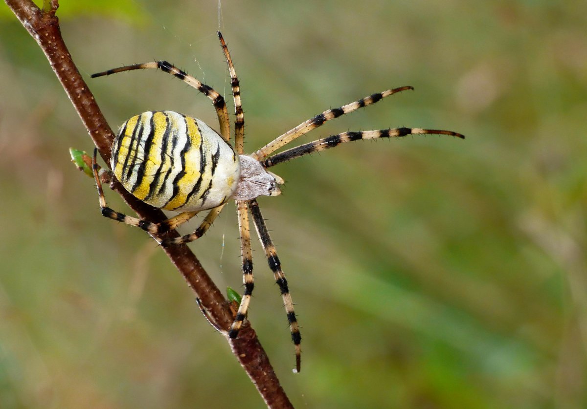 Паук Оса маленький