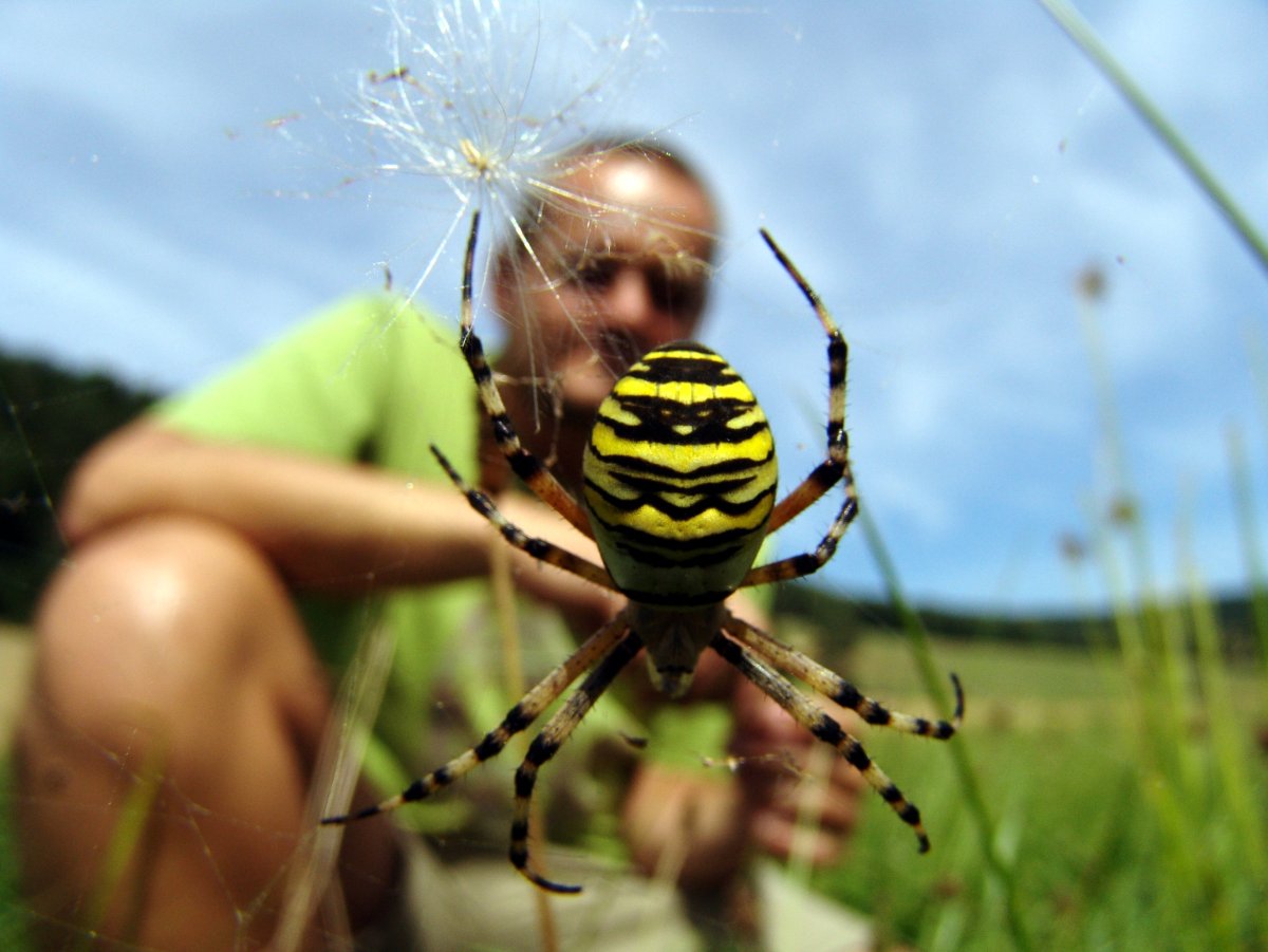 Паук Оса Аргиопа укус
