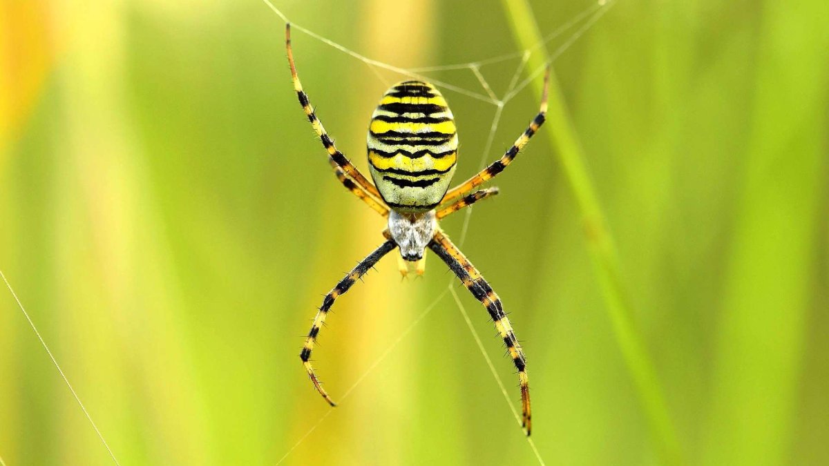 Паук Оса ареал обитания