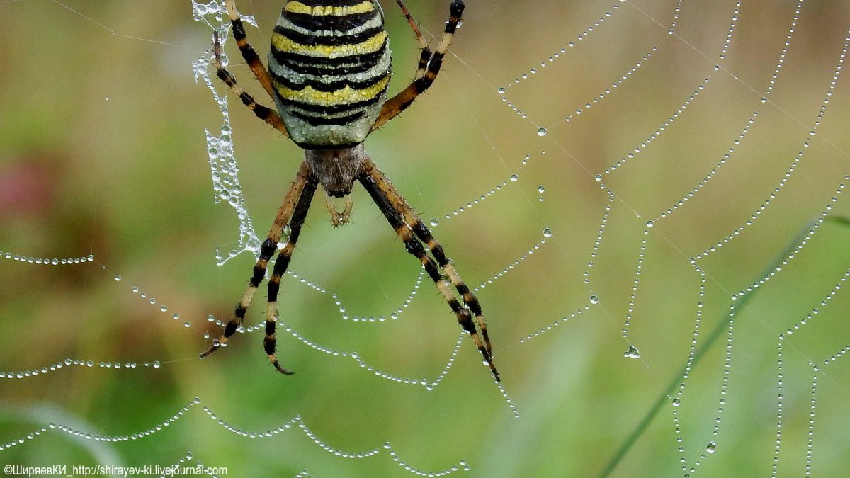 Паука-кругопряда аргиопы Брюнниха.
