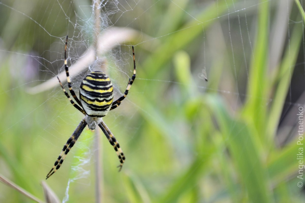 Аргиопа ареал