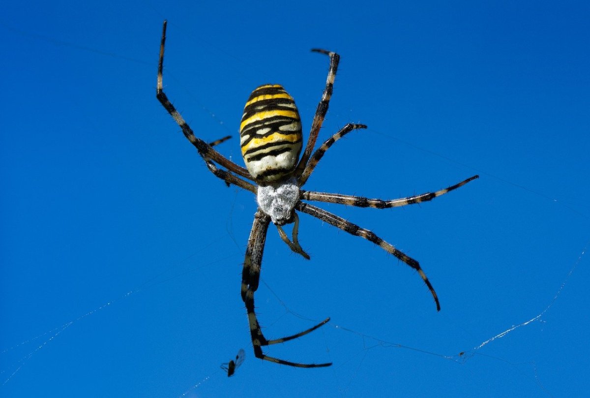 Аргиопа Брюнниха на руке