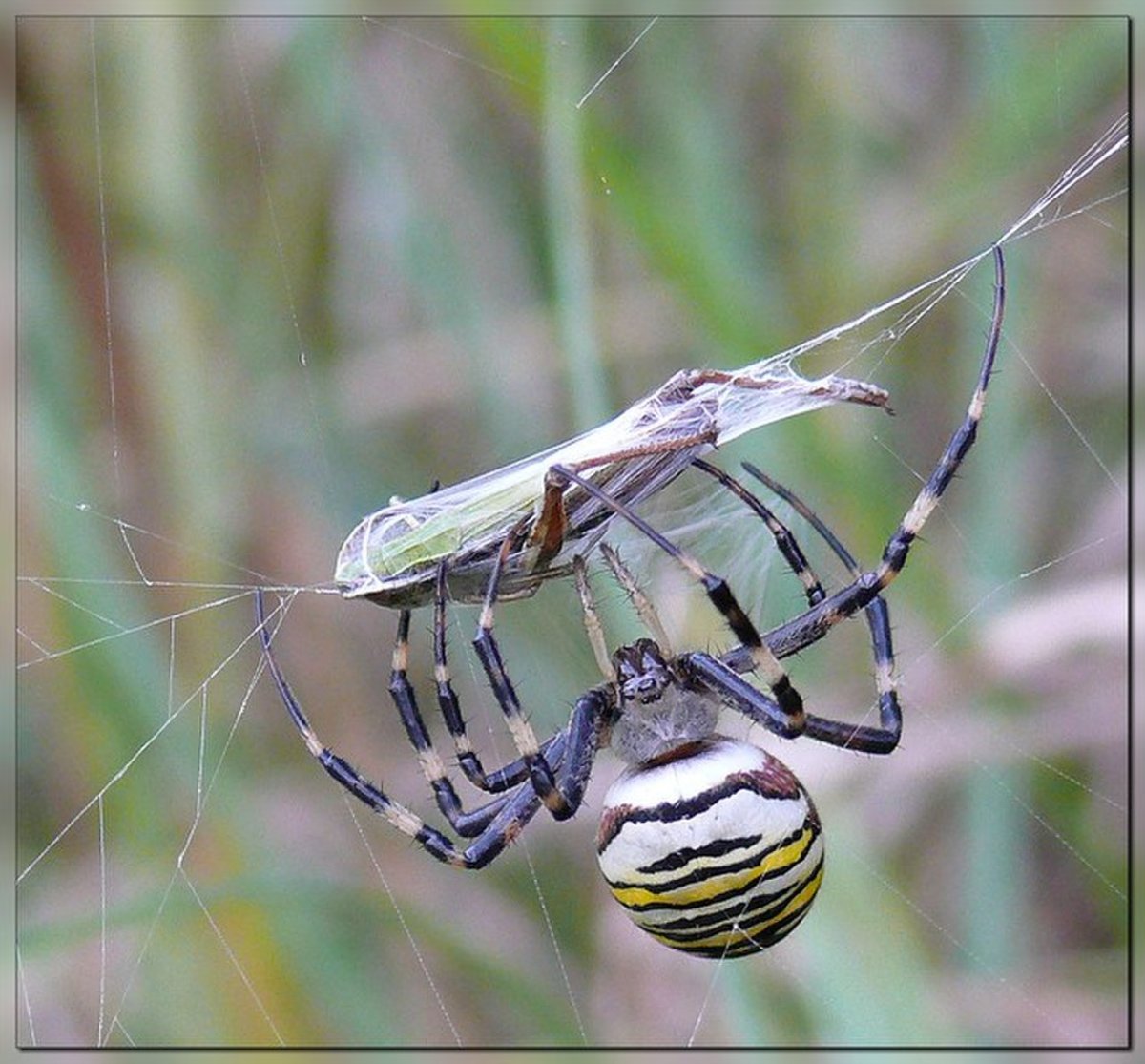 Аргиопа сороконожка