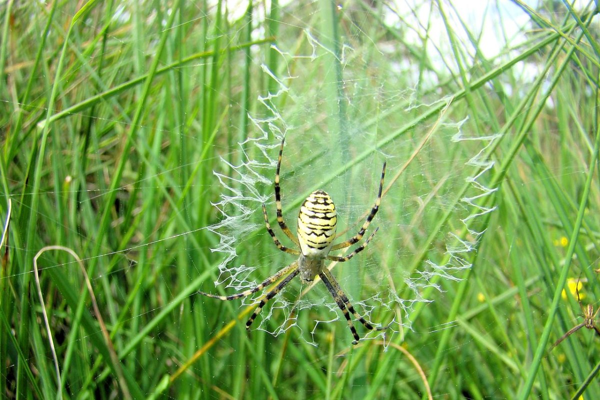 Тигровый паук