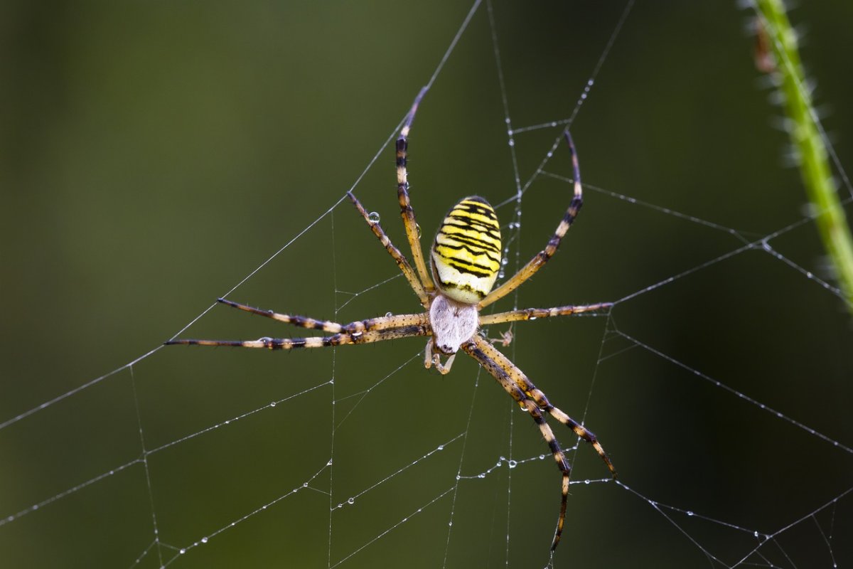 Argiope bruennichi juvenile