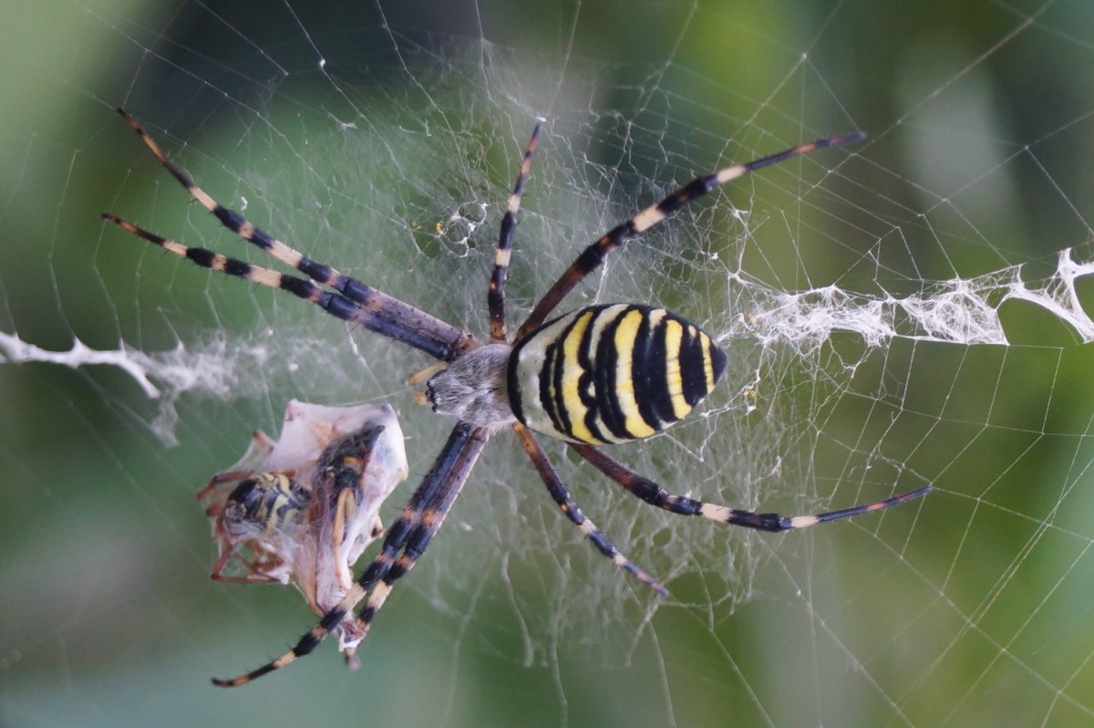 Паук патиссон