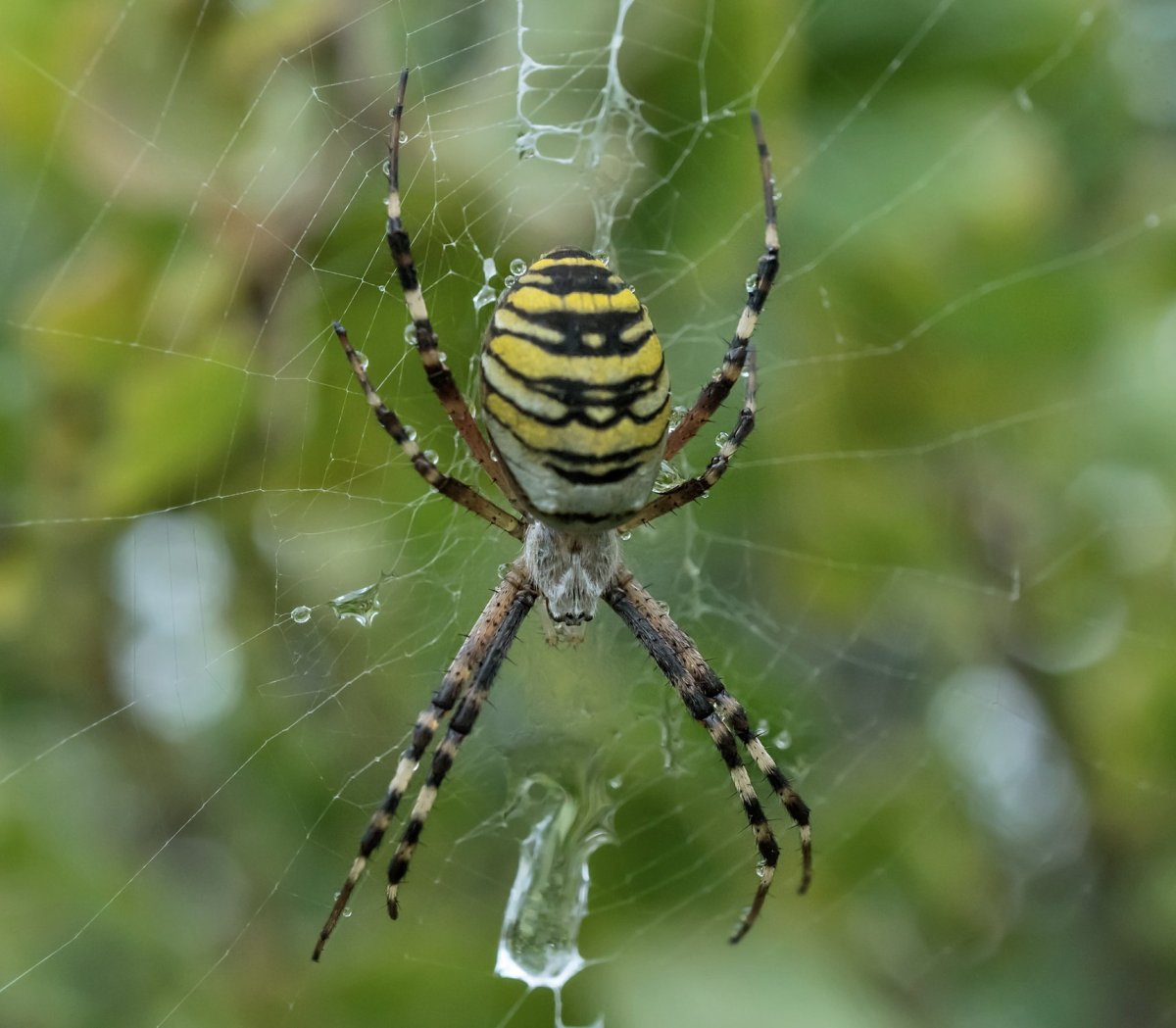 Паук Зебра Аргиопа