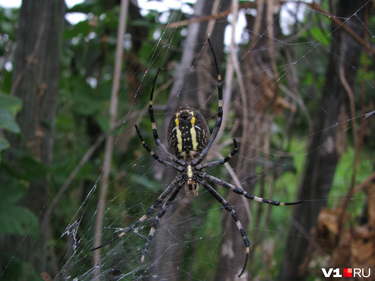 Паук Оса Аргиопа