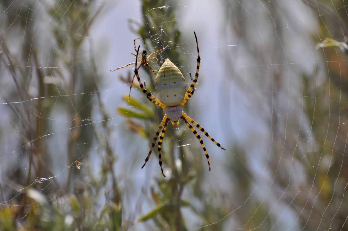 Argiope trifasciata паук