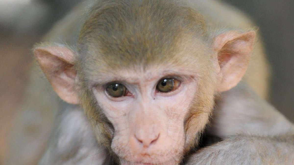 Маленькая ушаста обезьянк