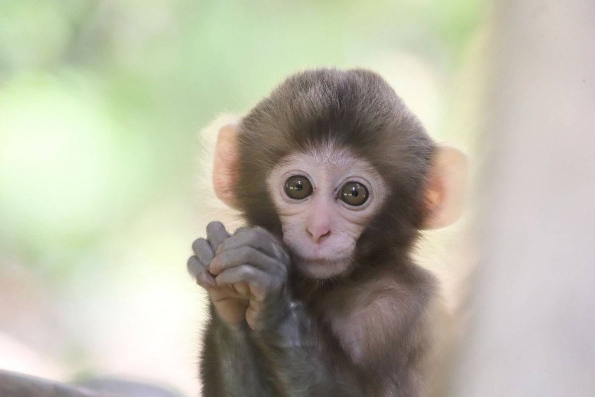 Обезьянка красотка