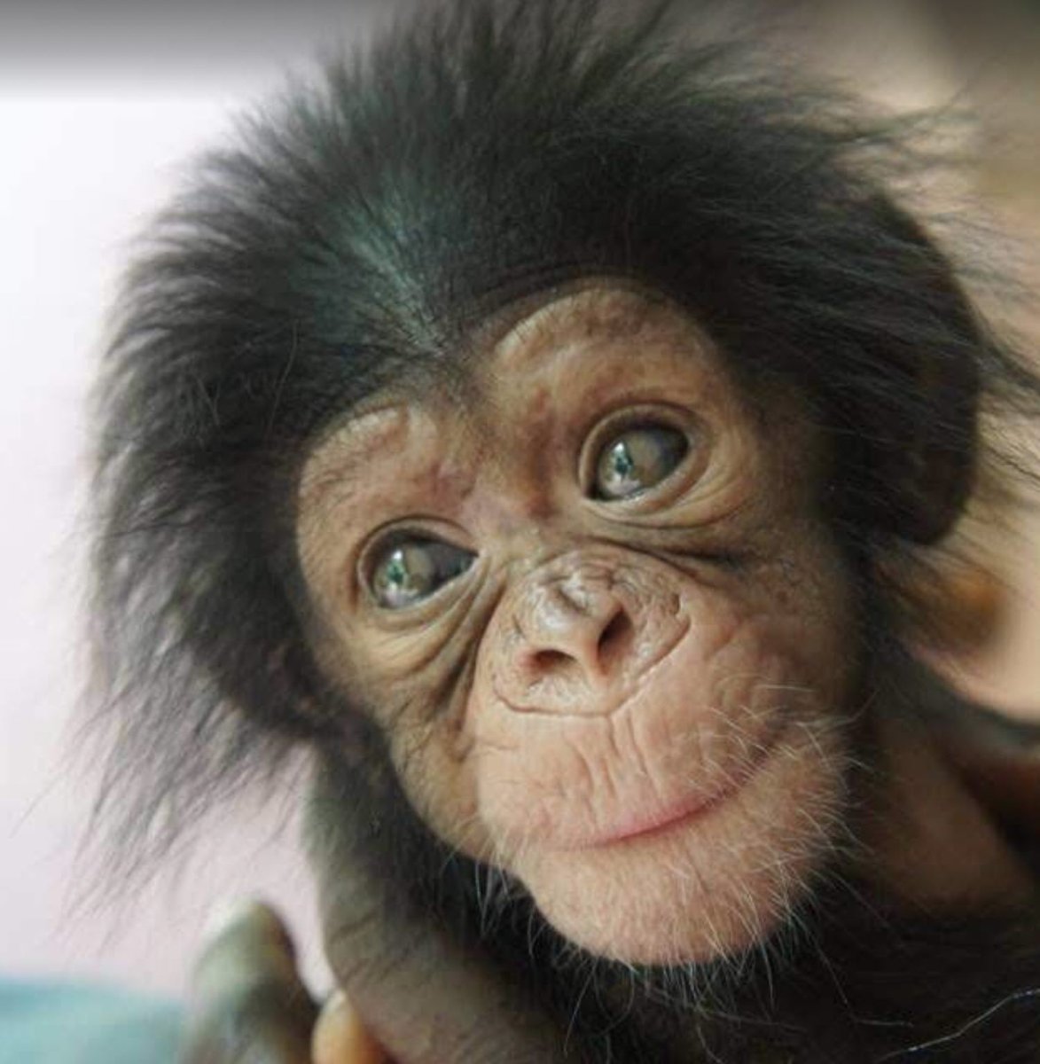 Милая смешная обезьянка