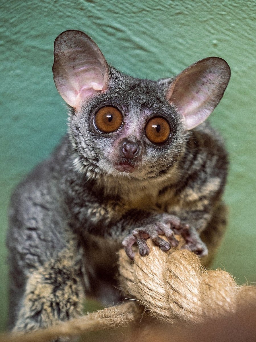 Габонский галаго