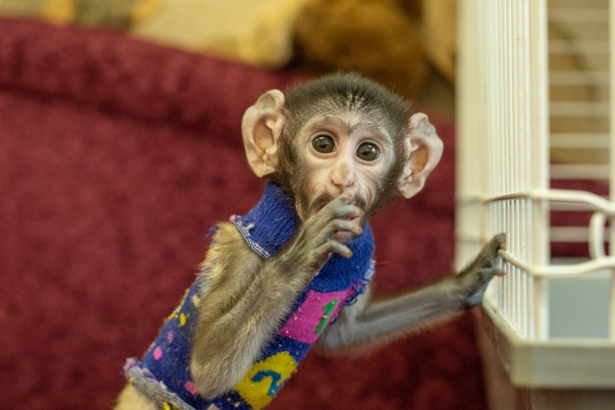 Ростовский зоопарк обезьяны