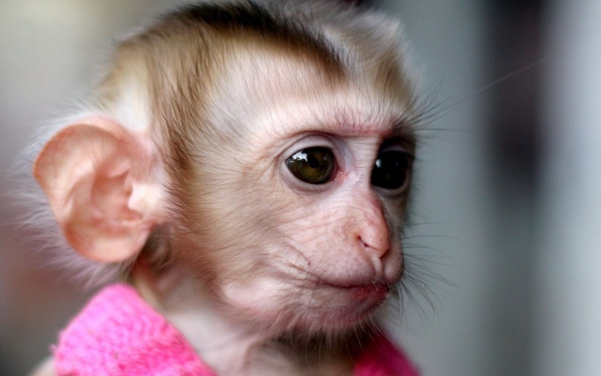 Кунац меймун