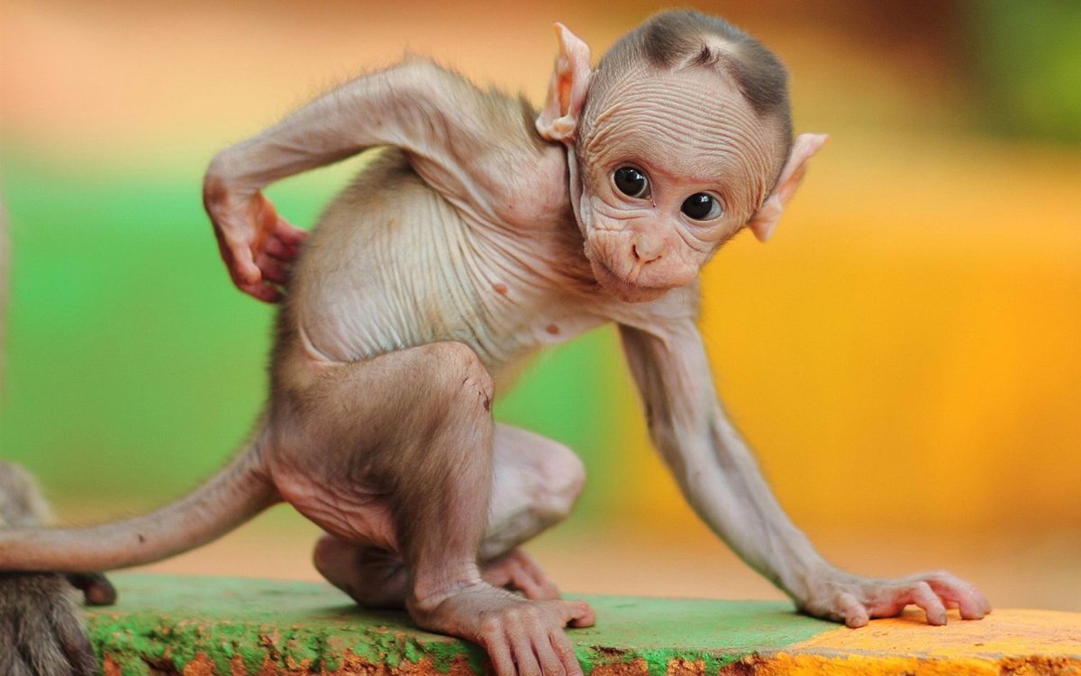 Смешные обезьянки