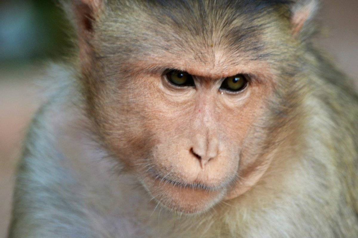 Злая обезьянка