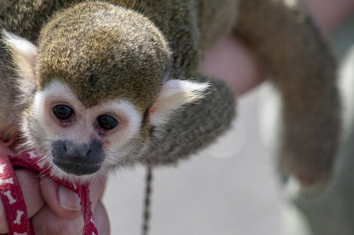 Маленькая обезьяна