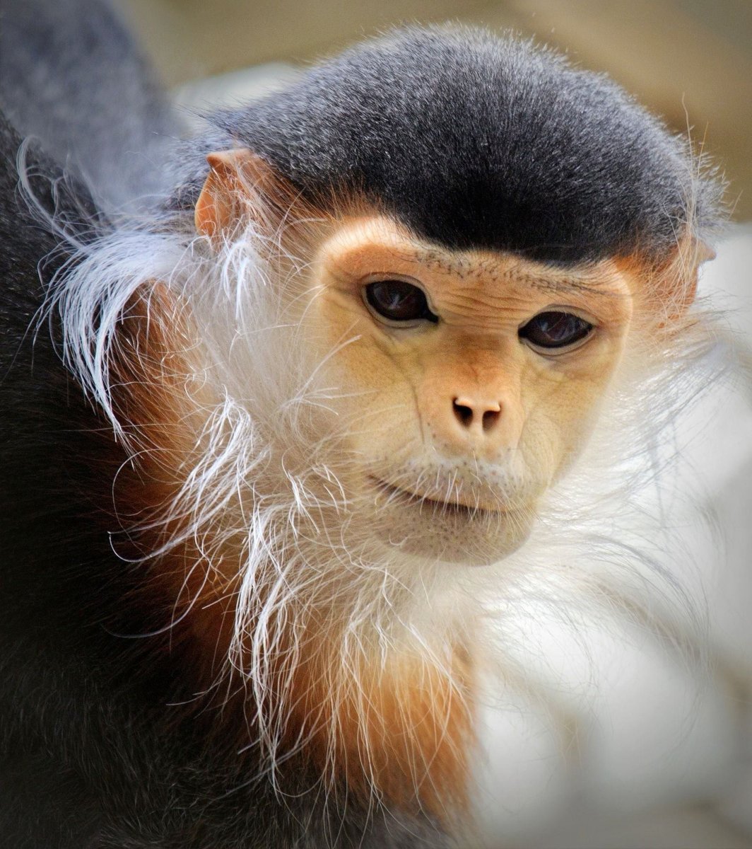 Немейский Лангур