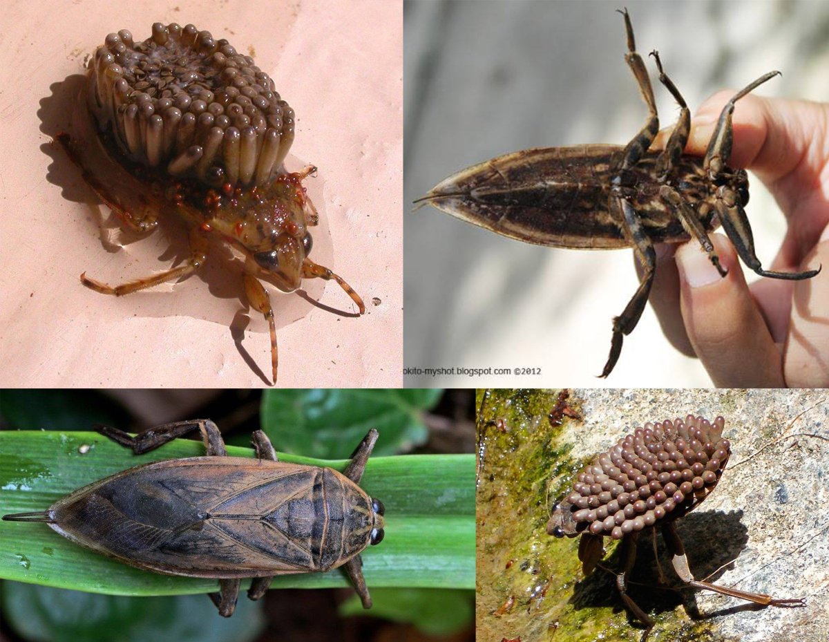 Жук водяной клоп