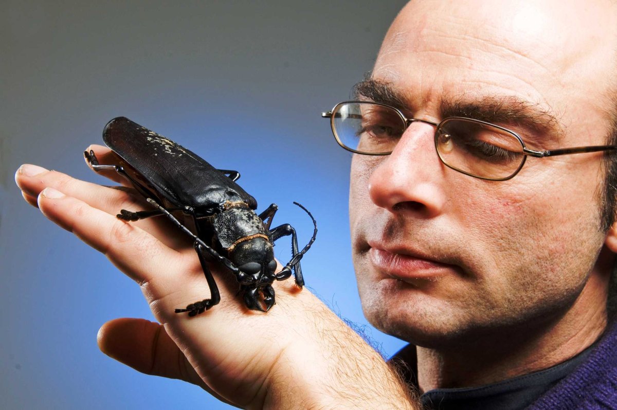 Жук дровосек Титан личинка