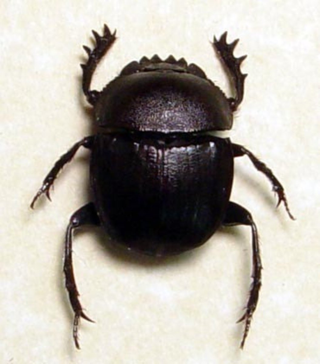 Скарабей Жук хищник