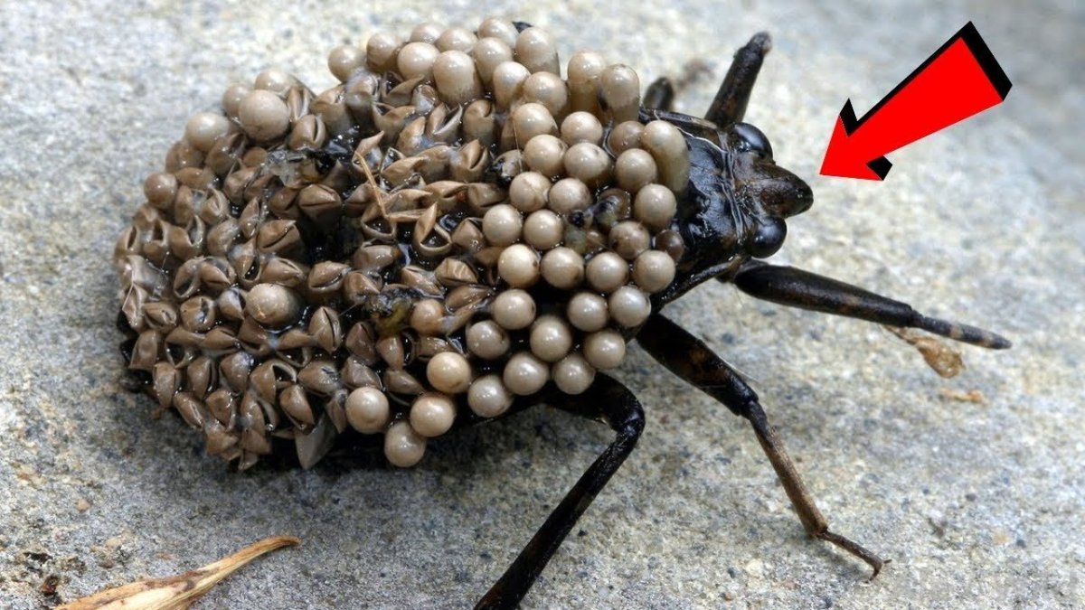 Ядовитый Жук с яйцами на спине