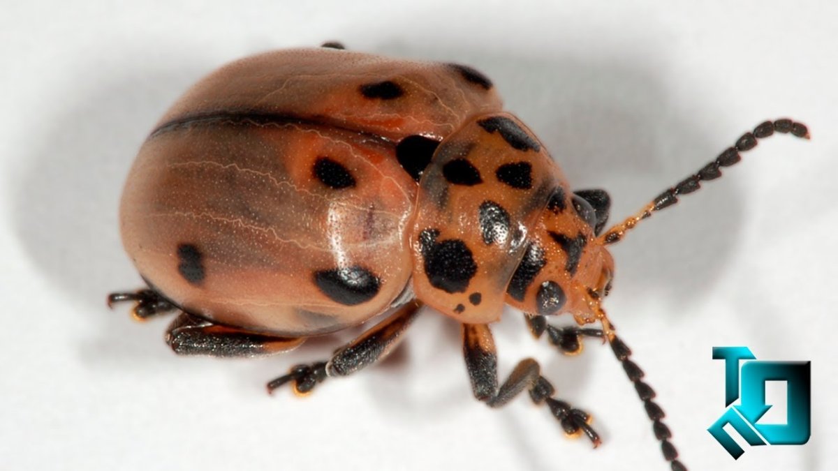 Жук Диамфидия