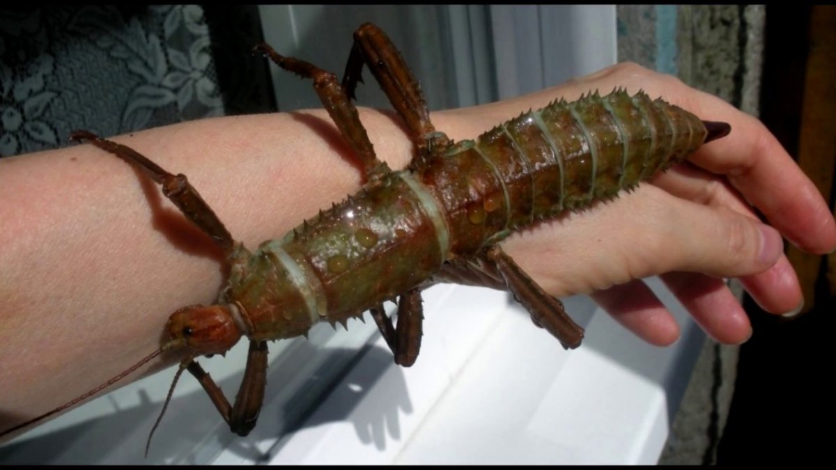 Новогвинейский палочник