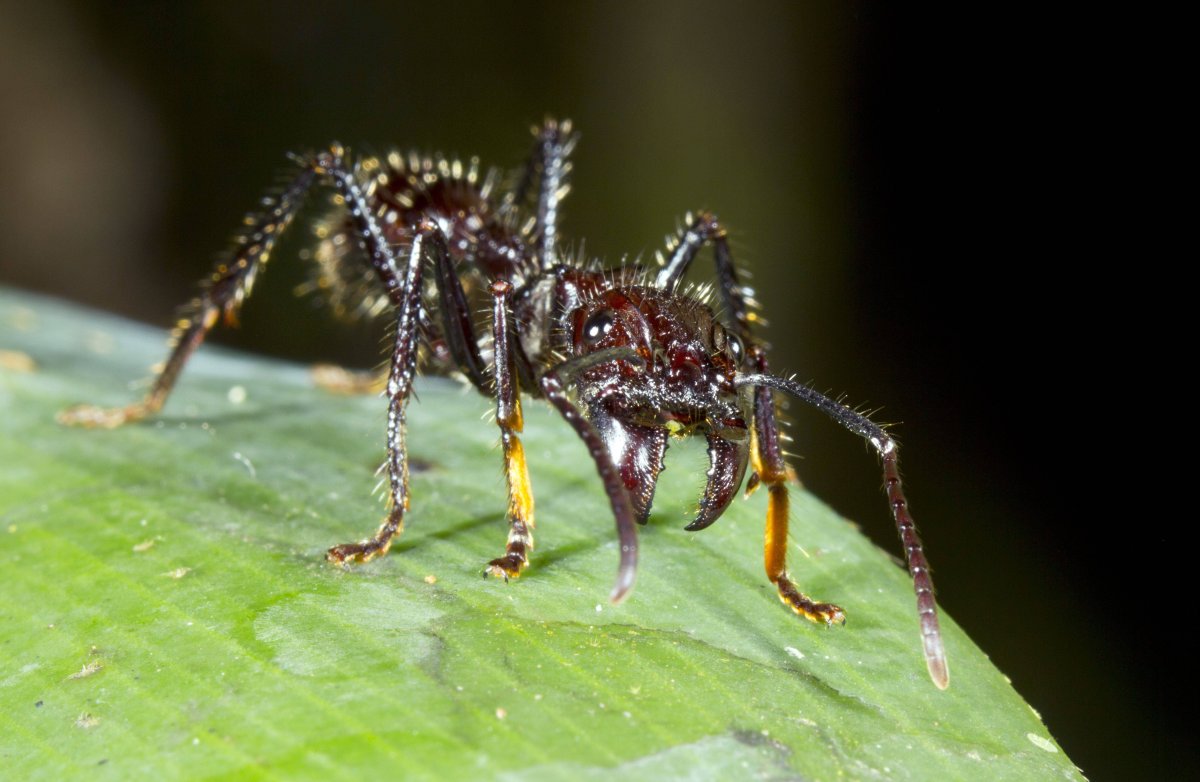 Paraponera clavata