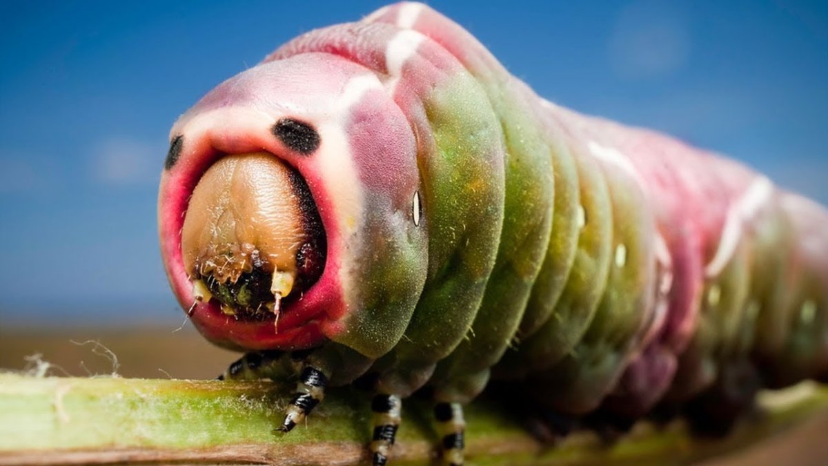 Самые страшные и опасные насекомые