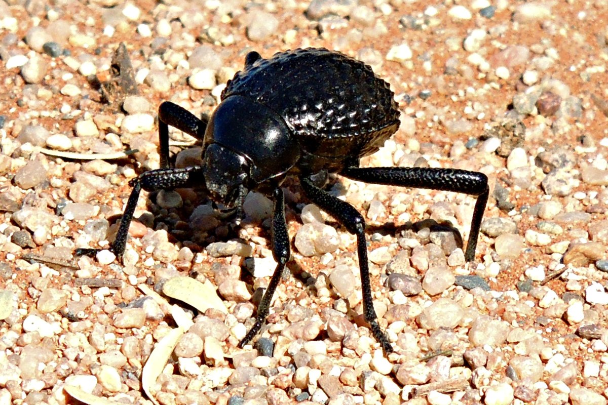 Жук Стенокара