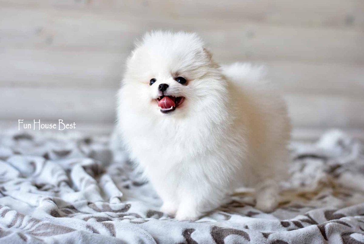 Померанский шпиц белый девочка