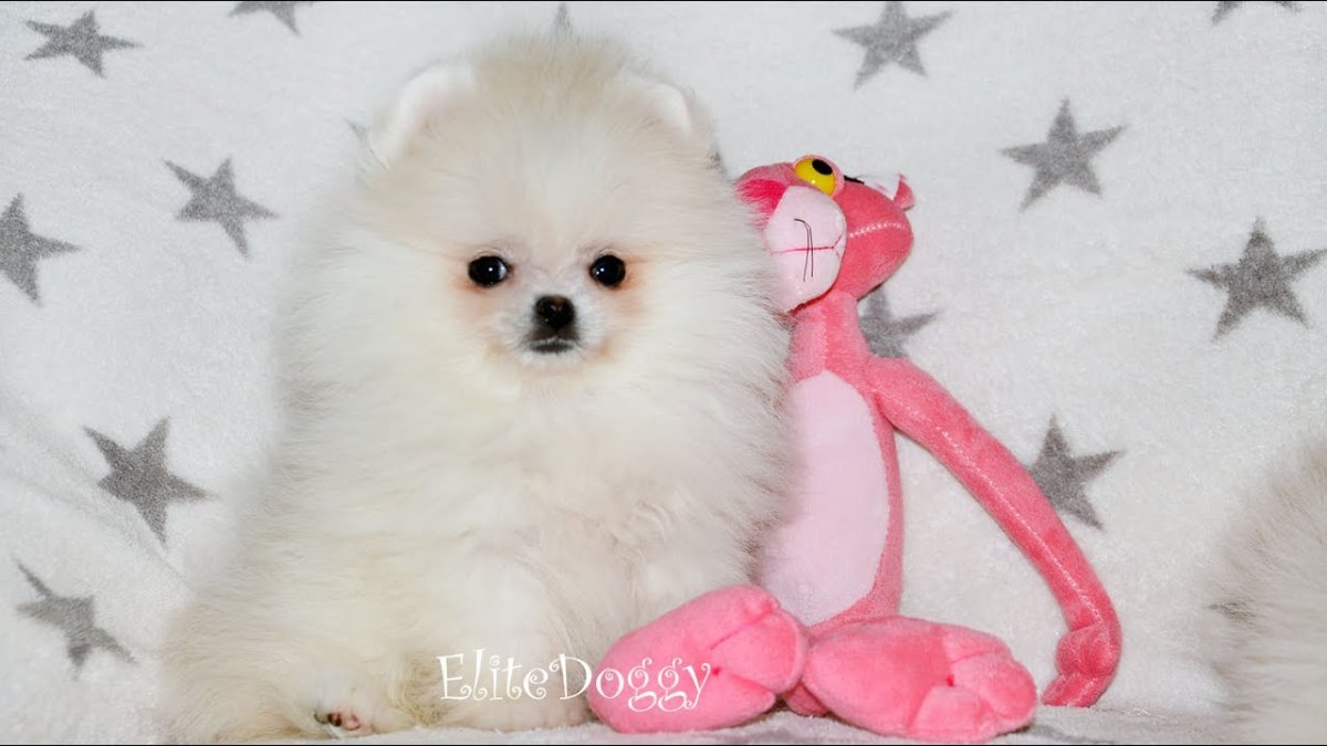 Миниатюрный шпиц белый корейский