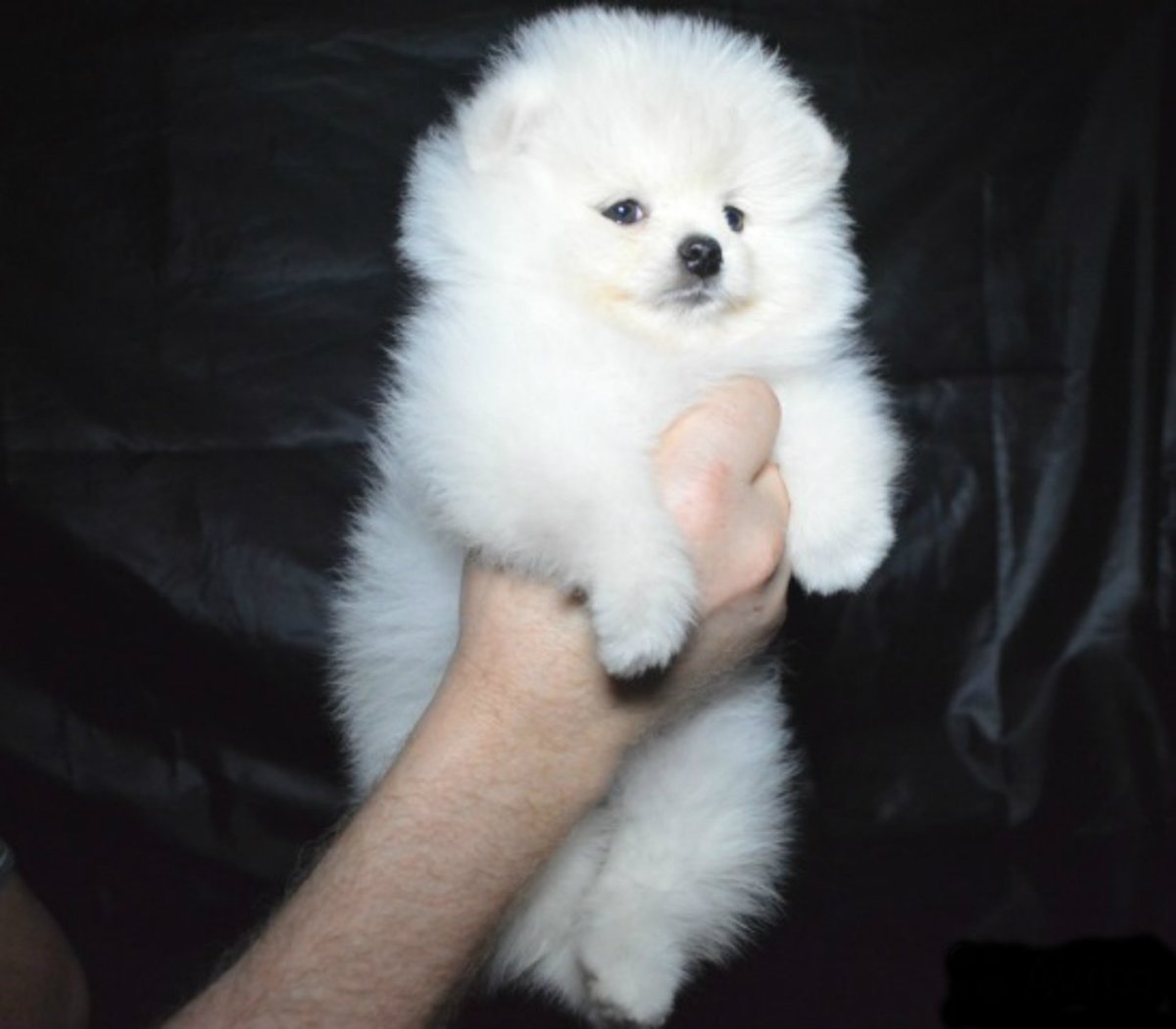 Померанский шпиц белый Медвежонок