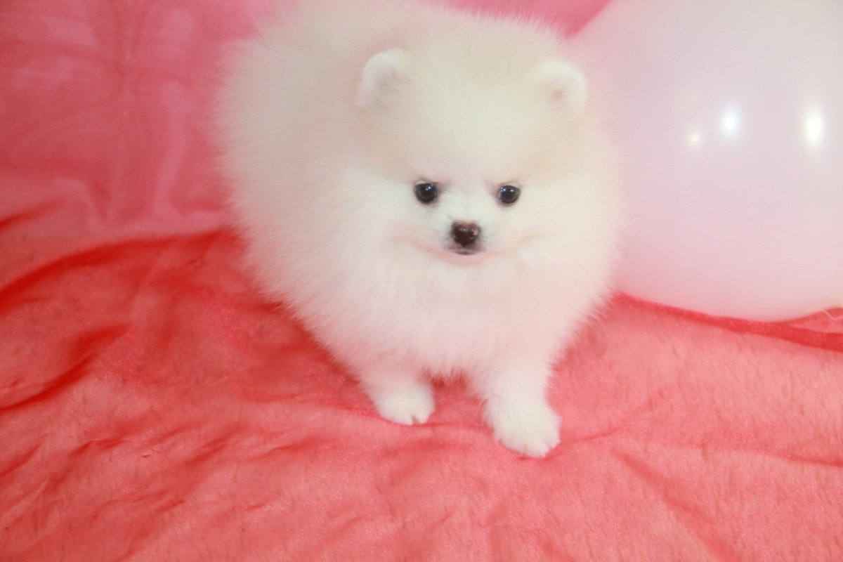 Белый шпиц медвежьего типа