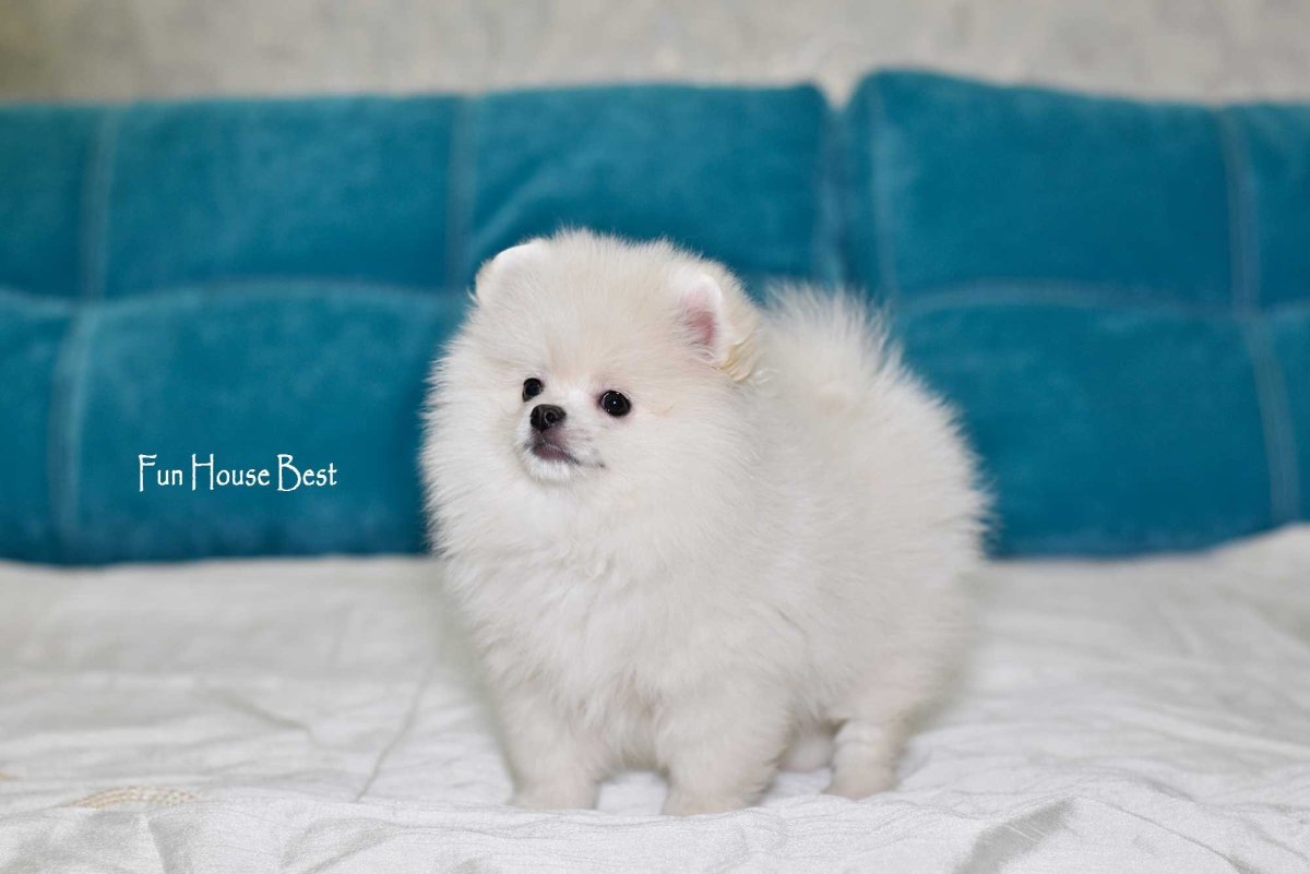 Шпиц мишка белый