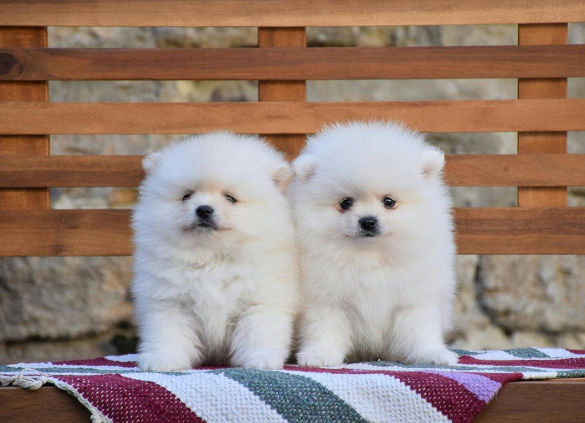 Шпиц померанский медвежьего